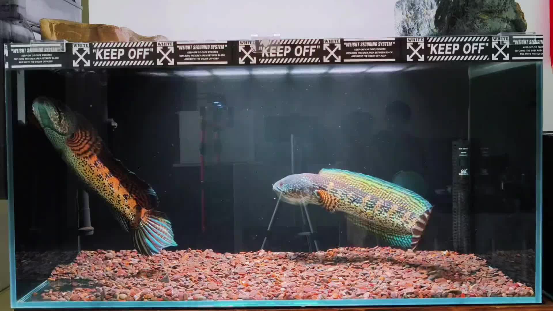@Monsterfishkeeper