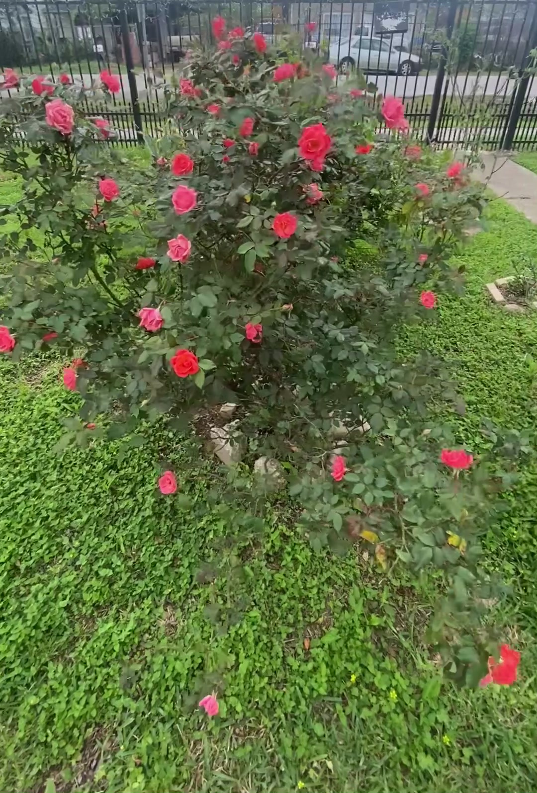 @Flor Avila