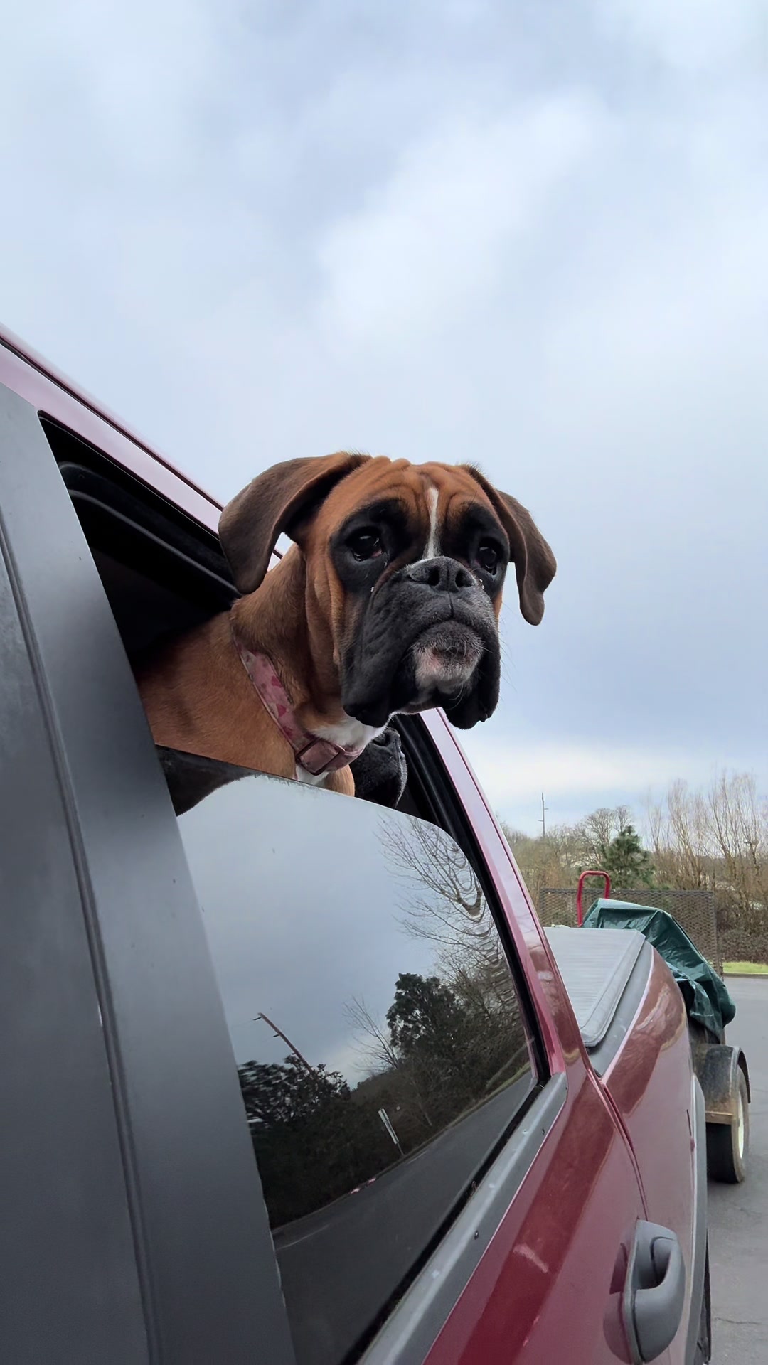 @boxermadness