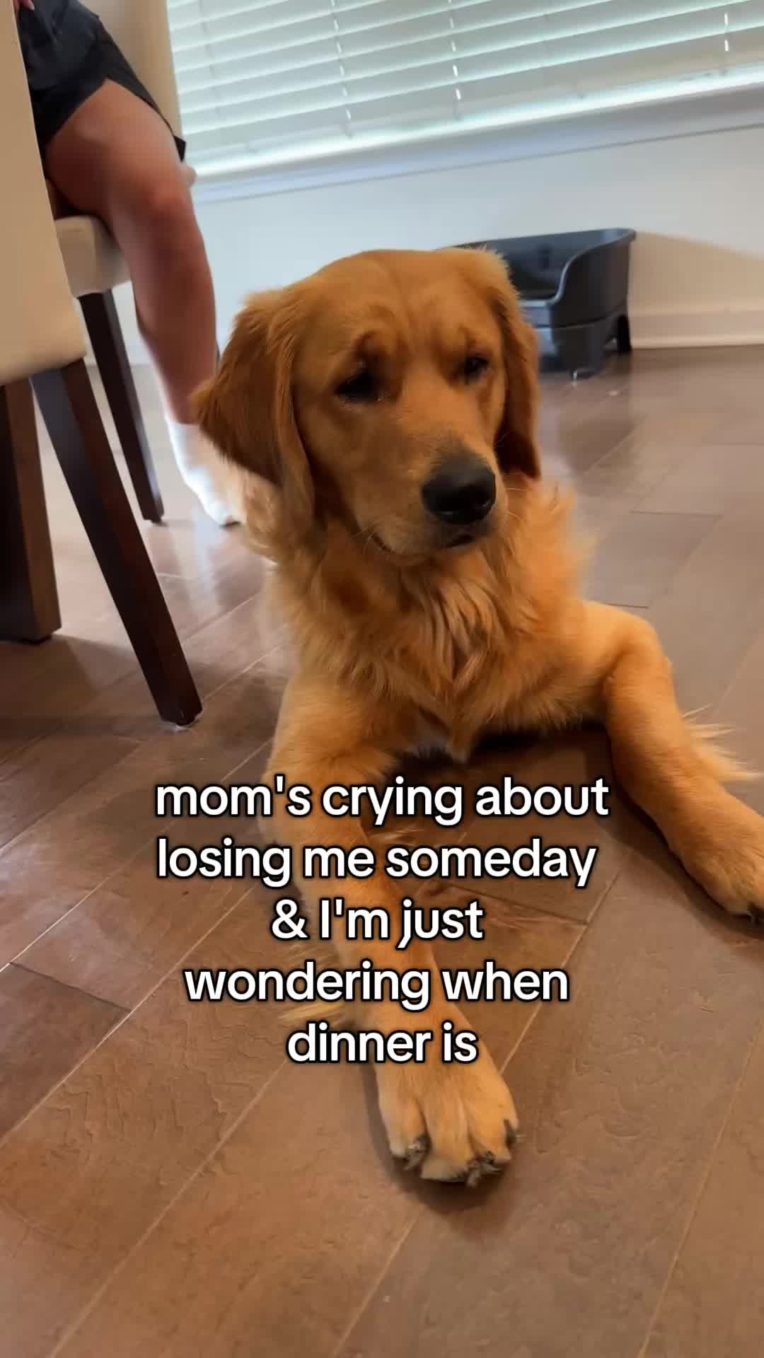 @Maverick McPaws