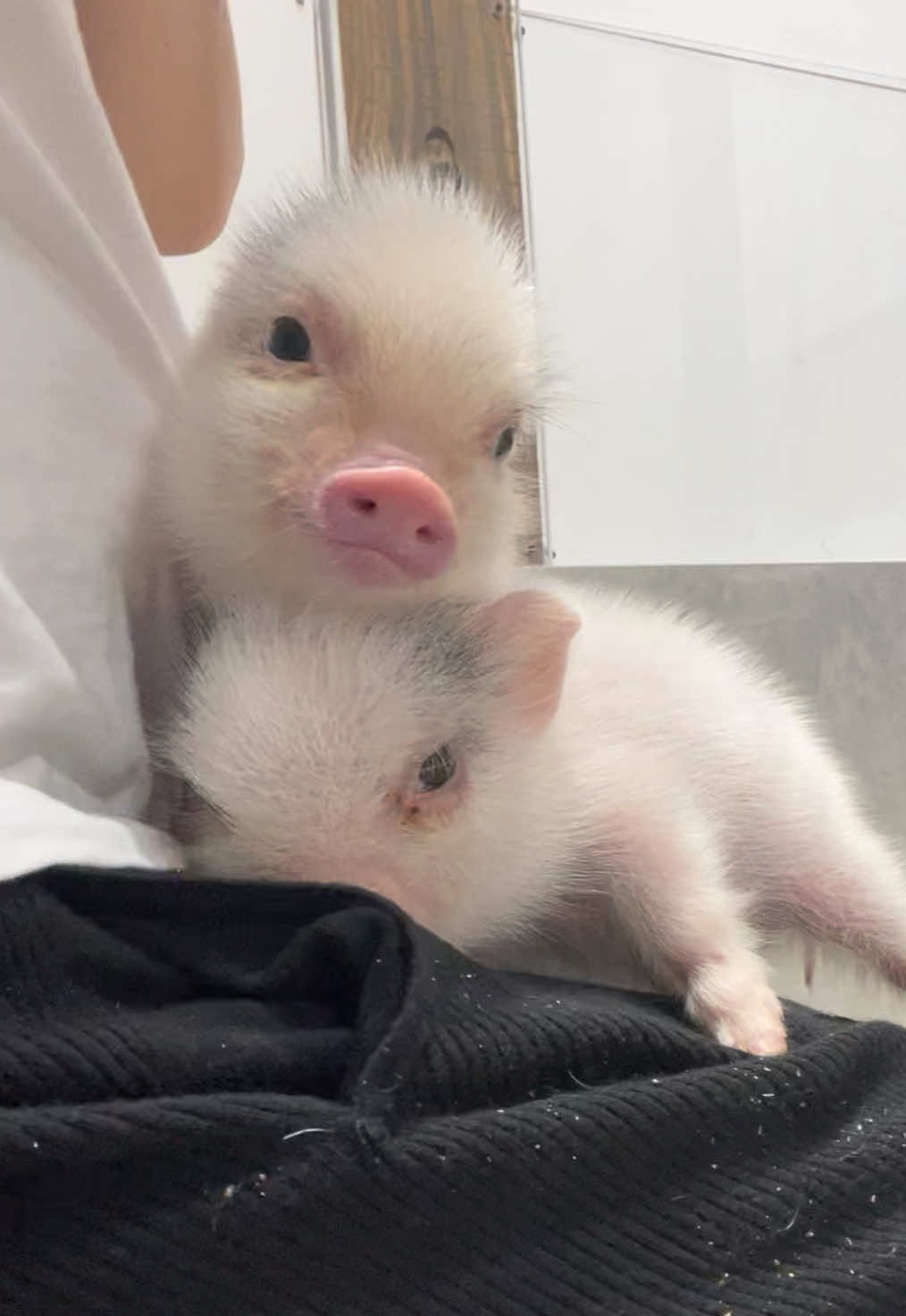 @pignic