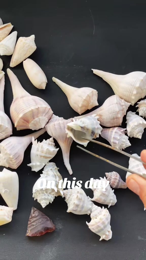 @Southwest Florida Shelling