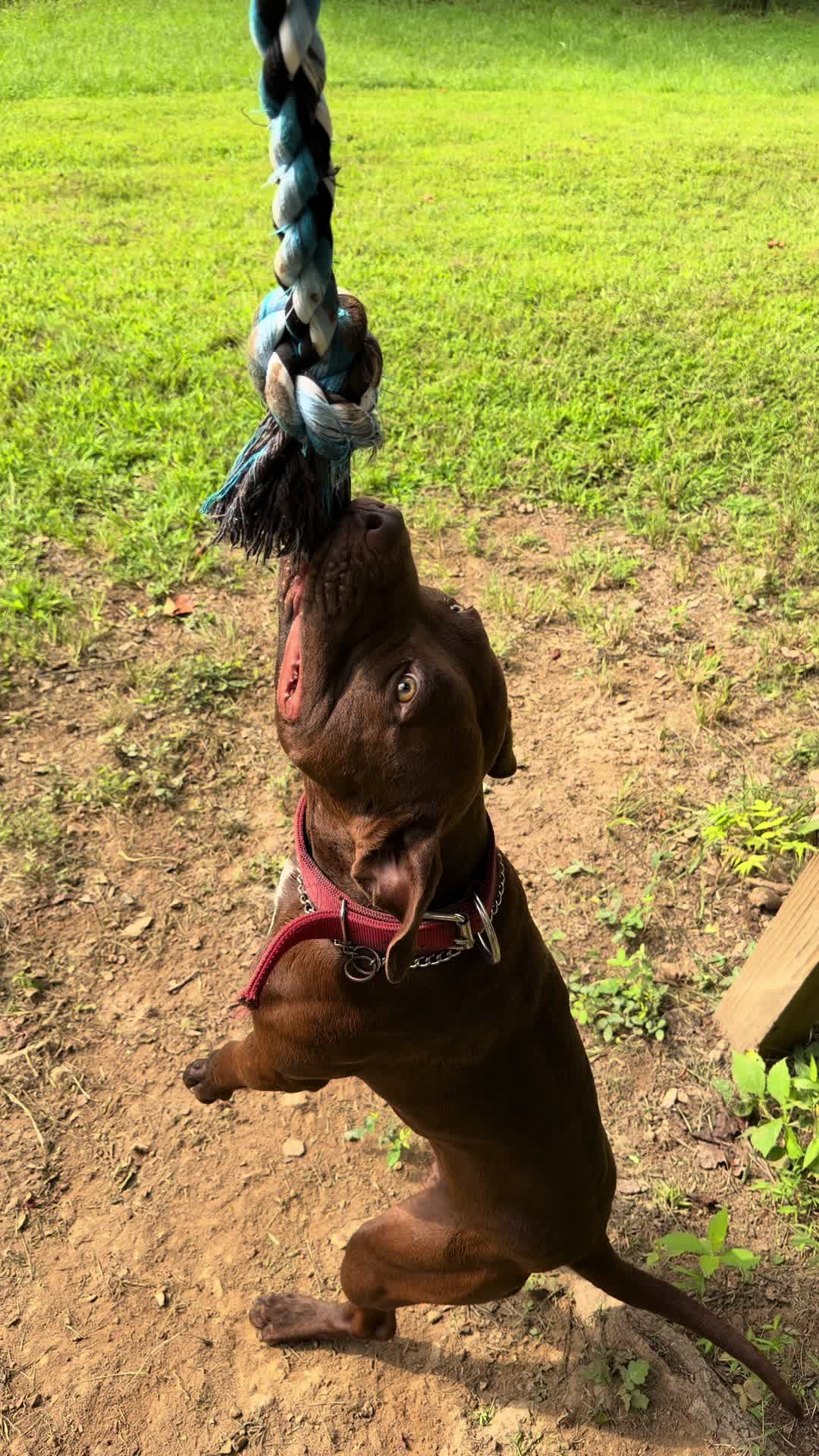 @WorldGoneMadKennels