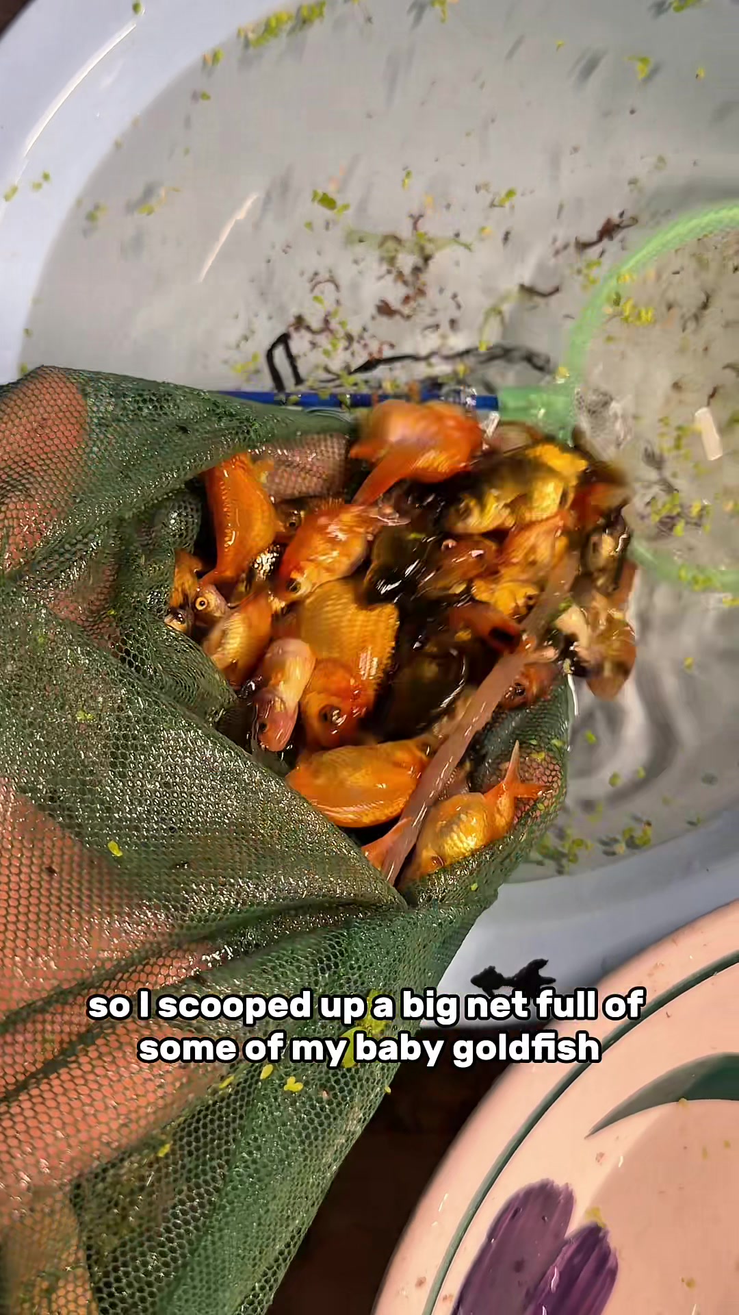 @The Goldfish Guy
