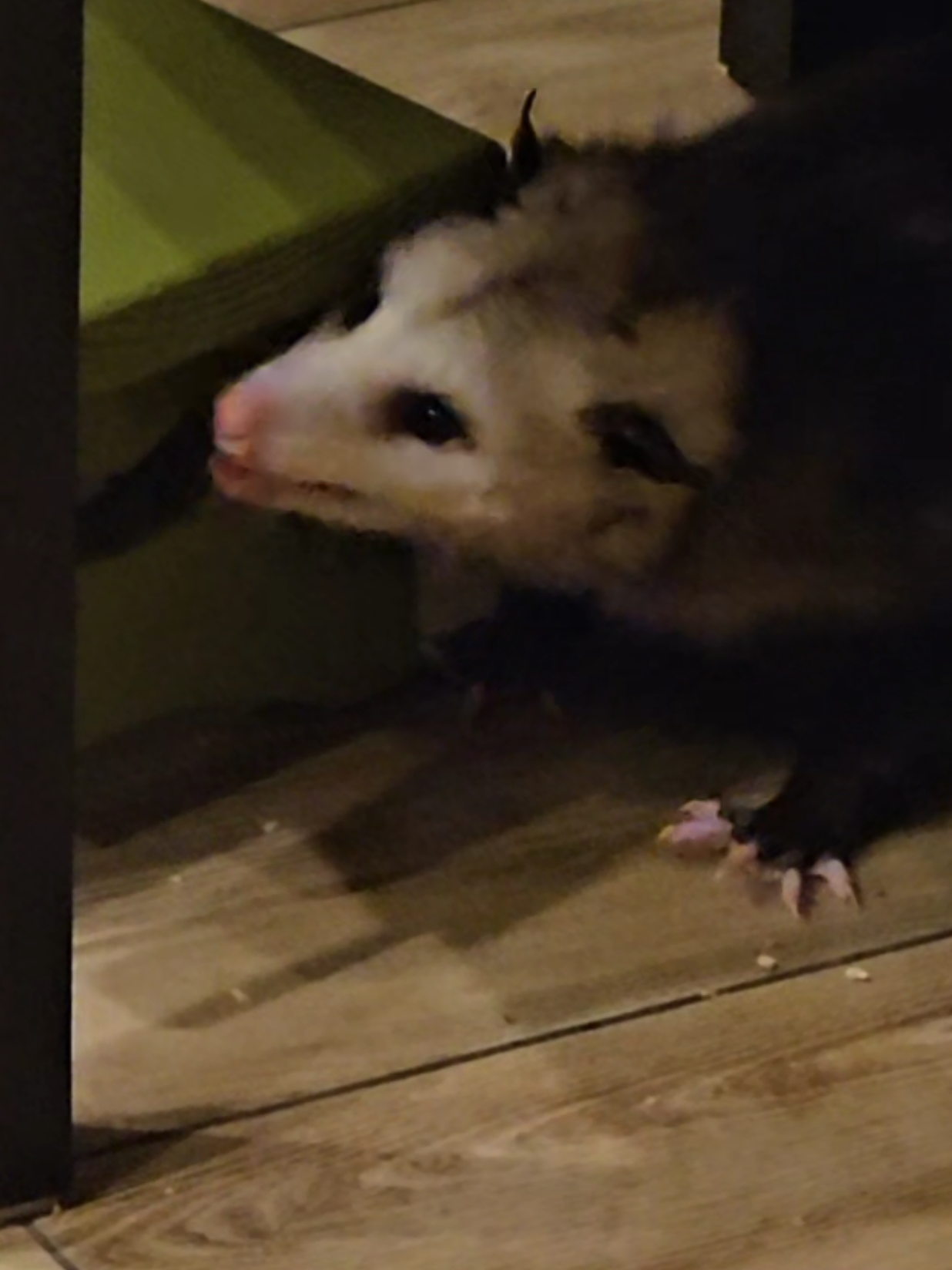 @OPOSSUMDAWGMOM