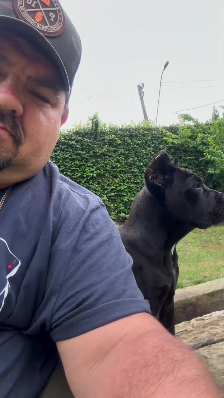 @Andrew cane corso