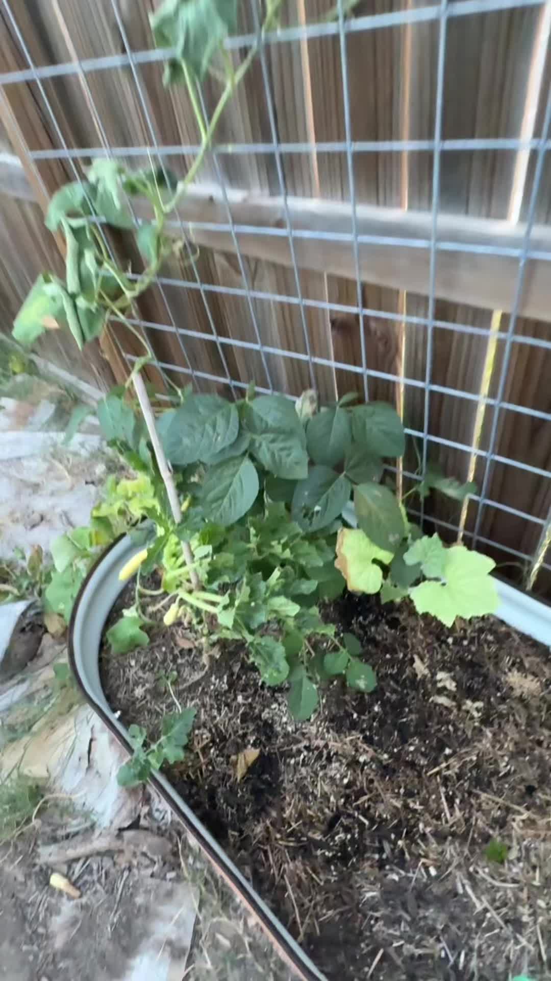 @themagicvalleygardener