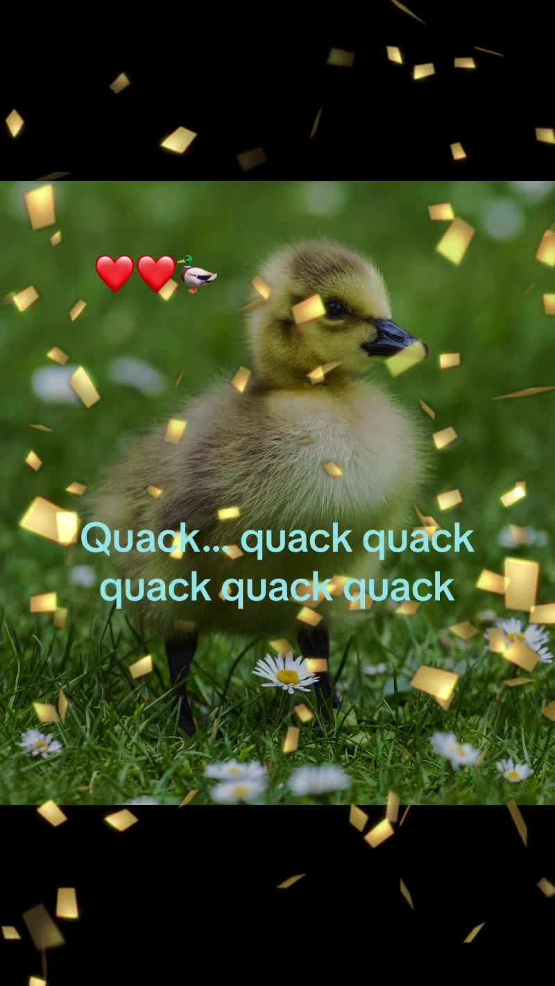 @Sir Quackington