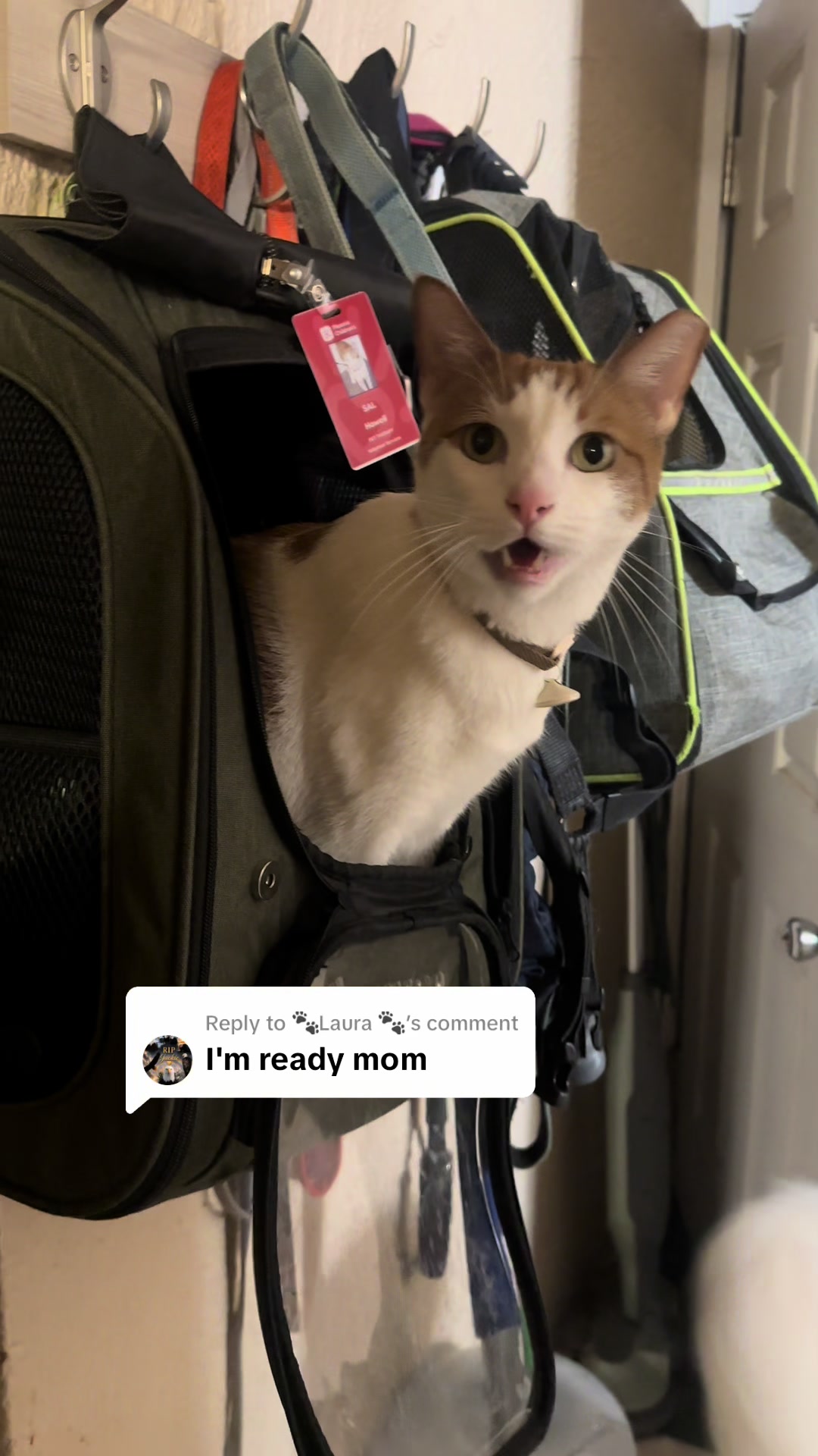 @Therapy Cat Roger & Family