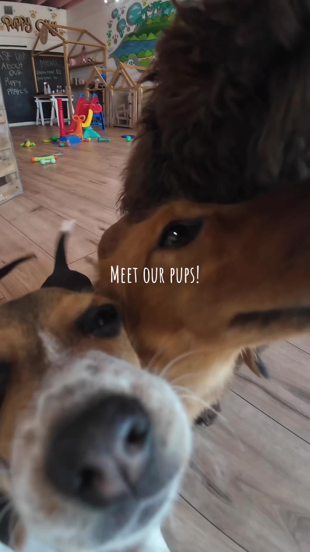 @Puppy City