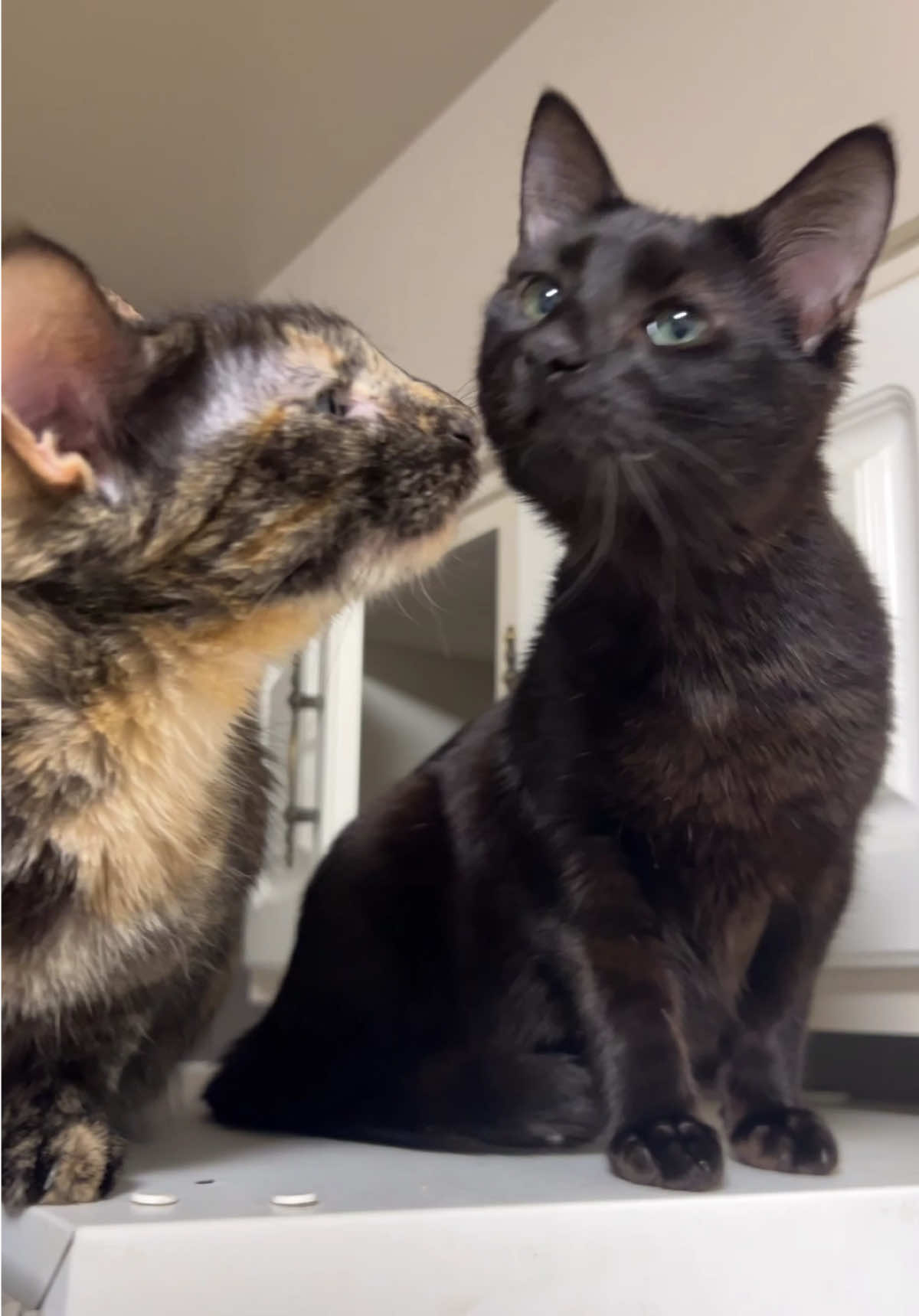 @Purrrrfect Moments