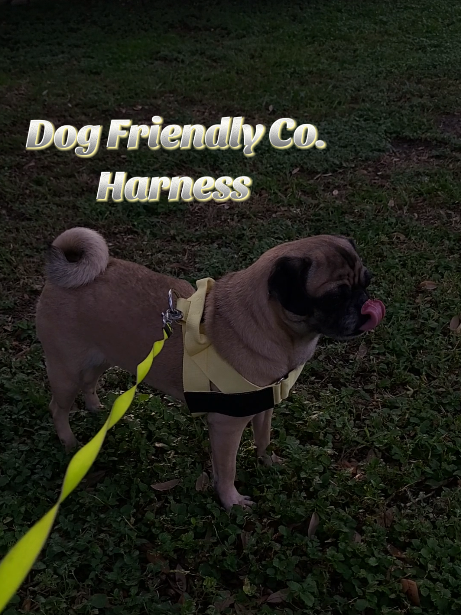 @ItsRosePugs