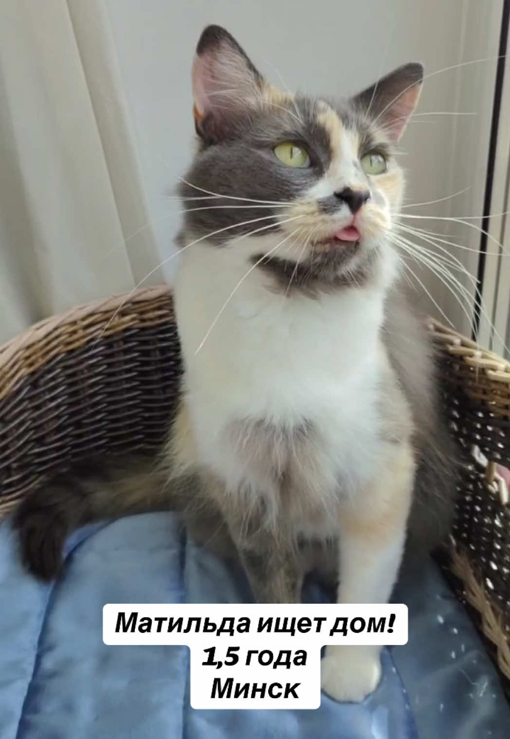 @Котята в дар!