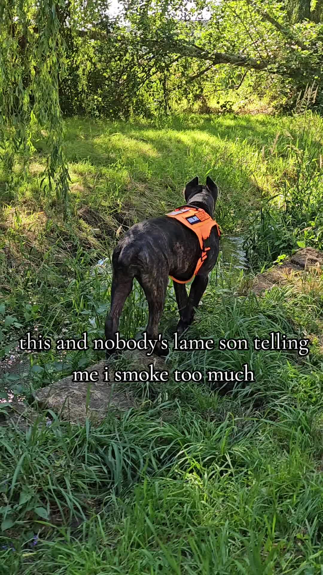 @SalmonCreekCaneCorso