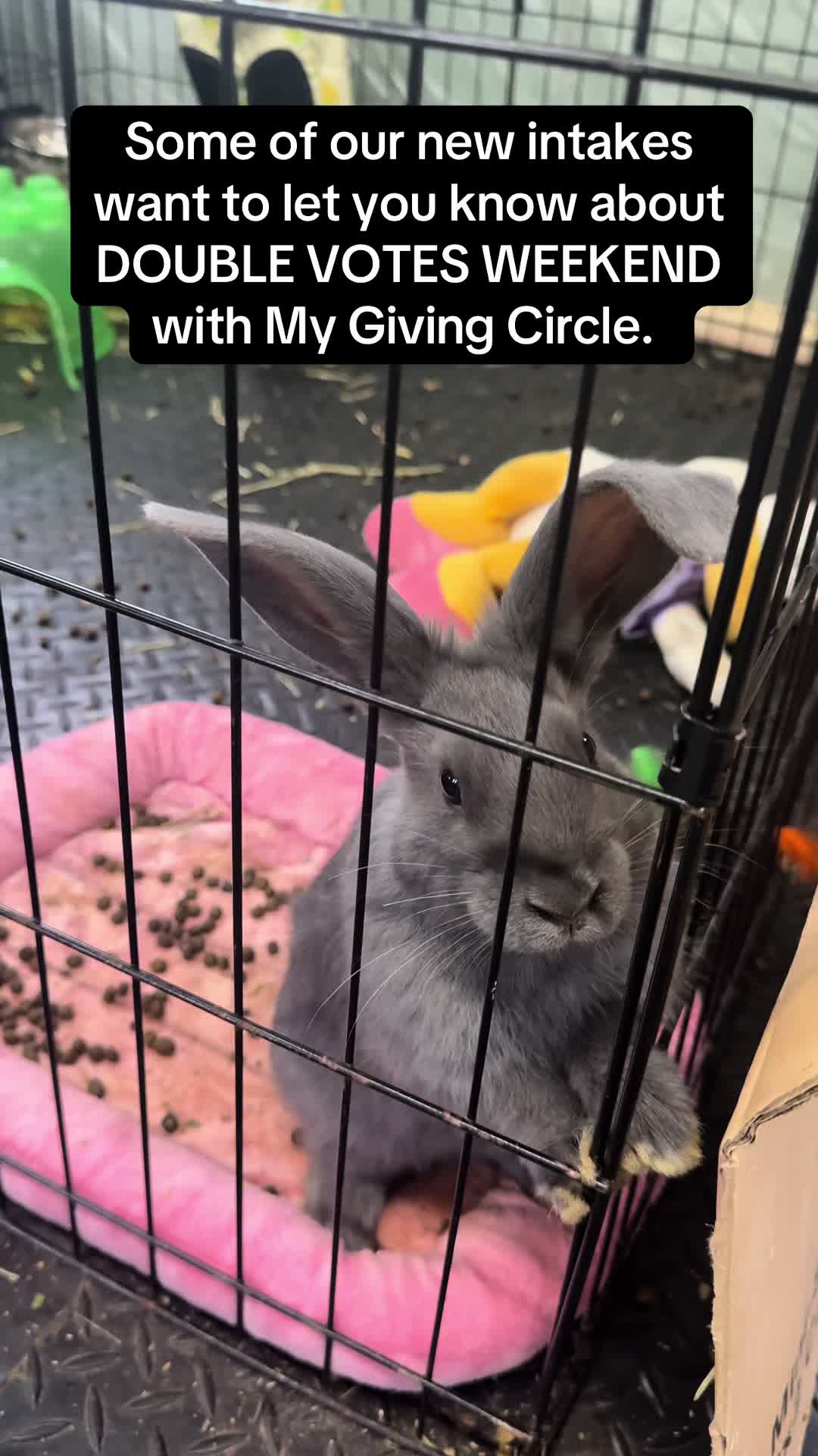 @Romeo Rabbit Rescue