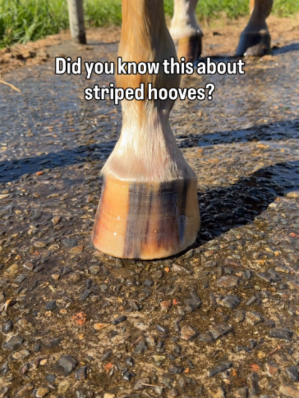 @Myhorsewillow