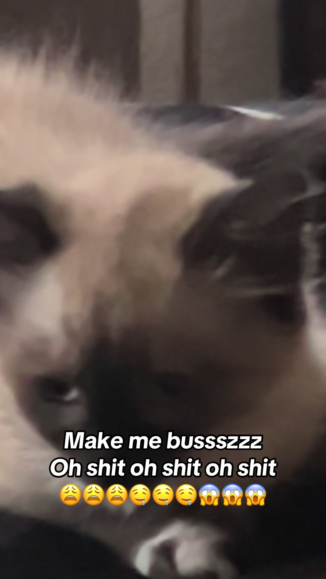 @fatplumpythugcat9000