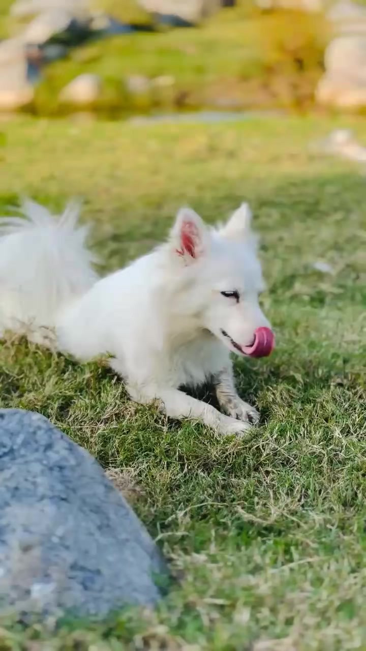 @PETS LOVER 🐕