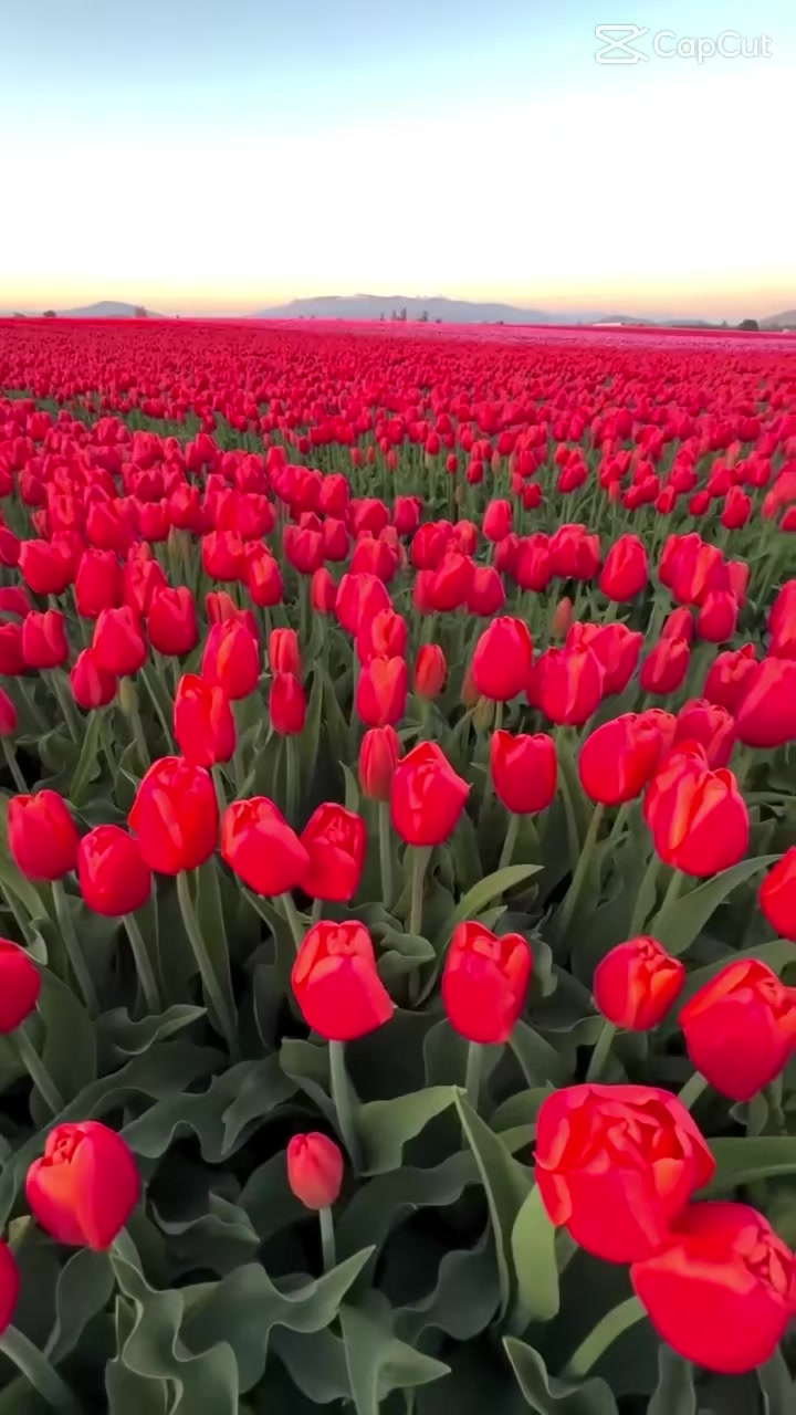 @آصف شاہ