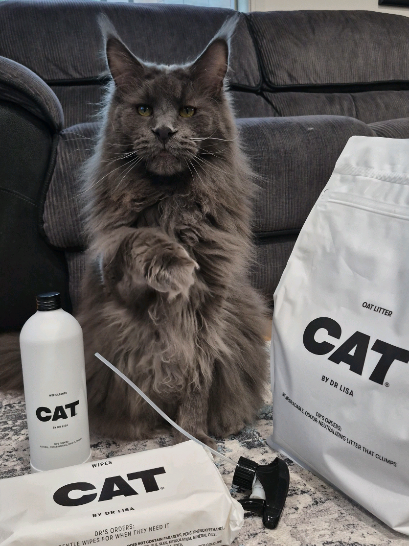 @Ragnar the Maine Coon 🐈