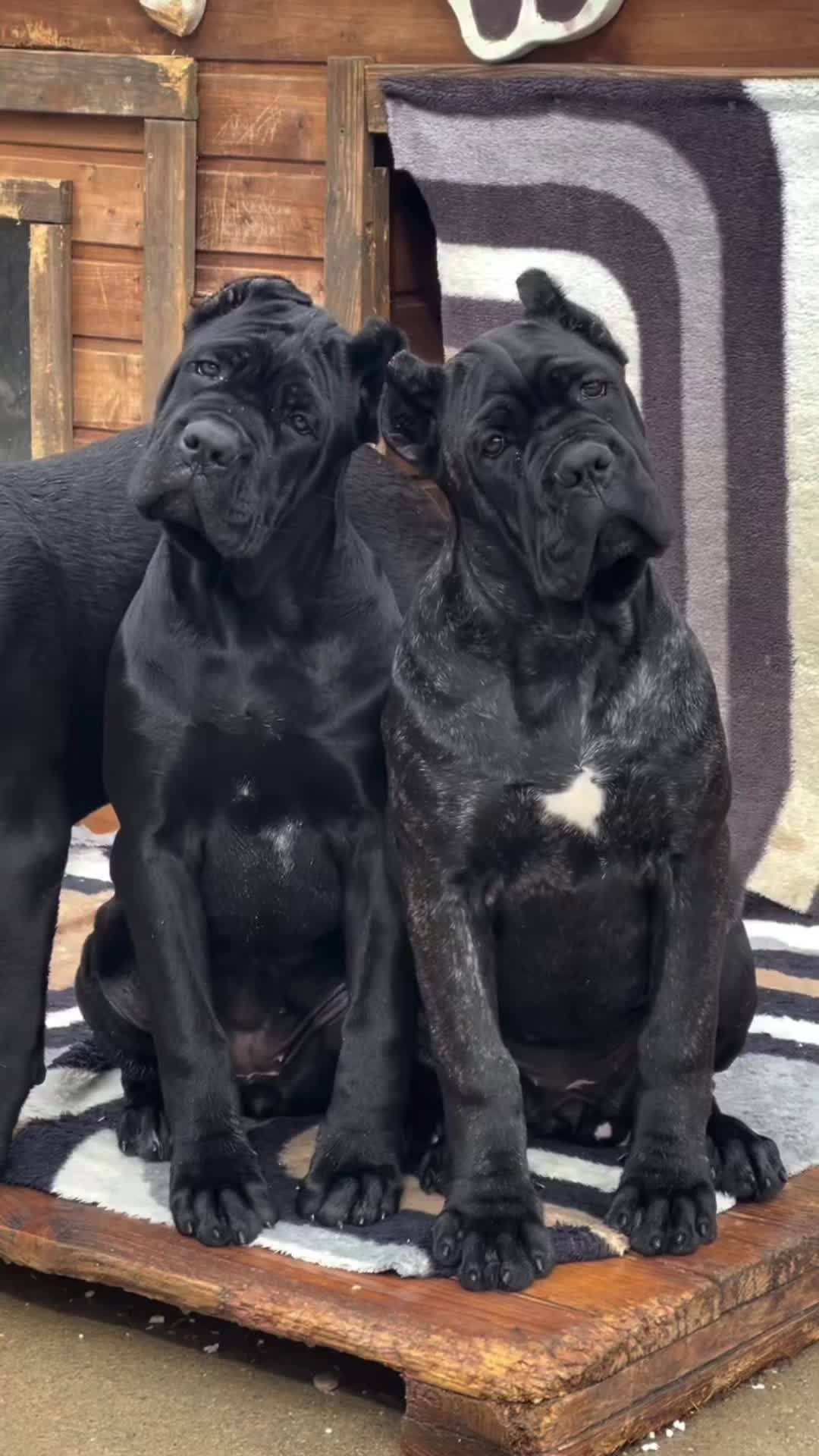 @bugattibloodlinekennels