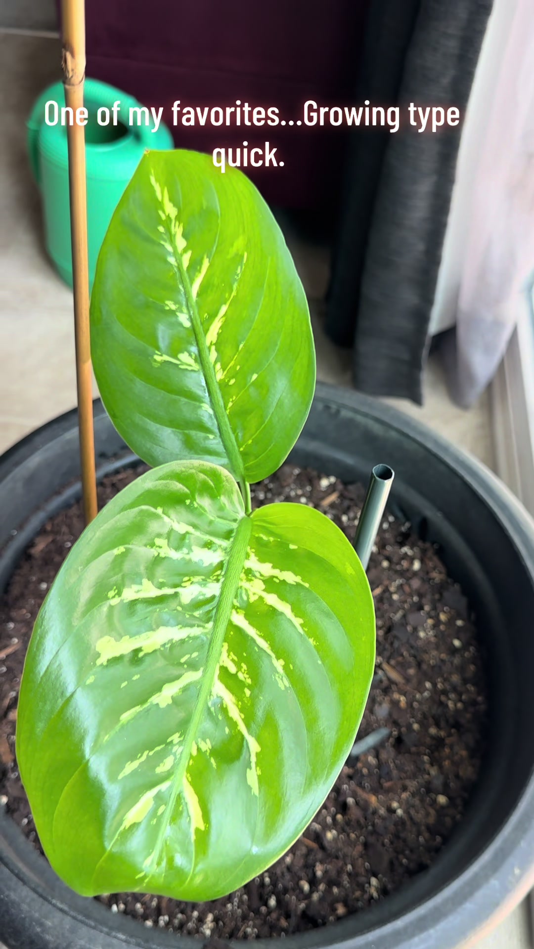 @MoePlantDad