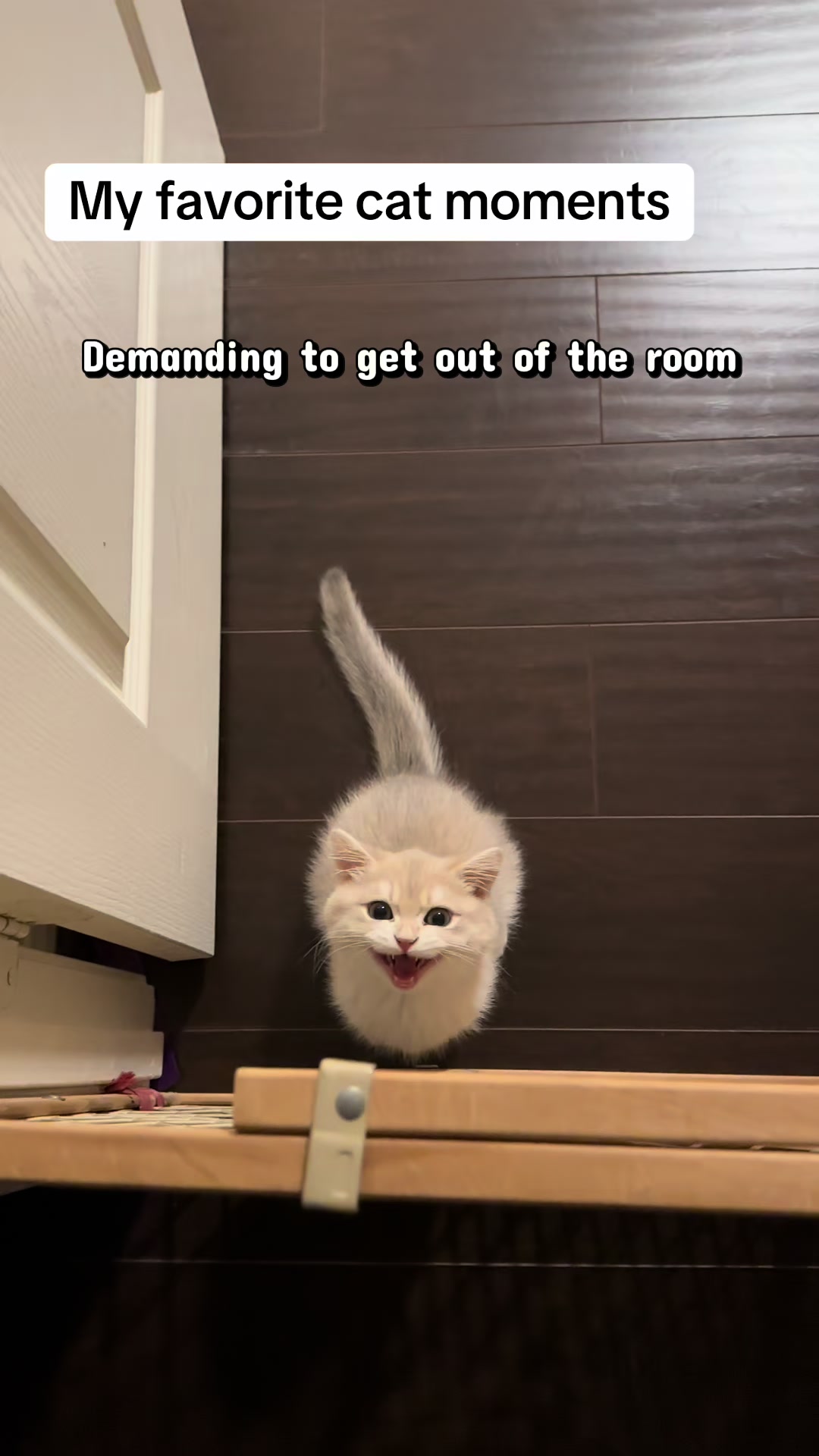 @catloveronthego