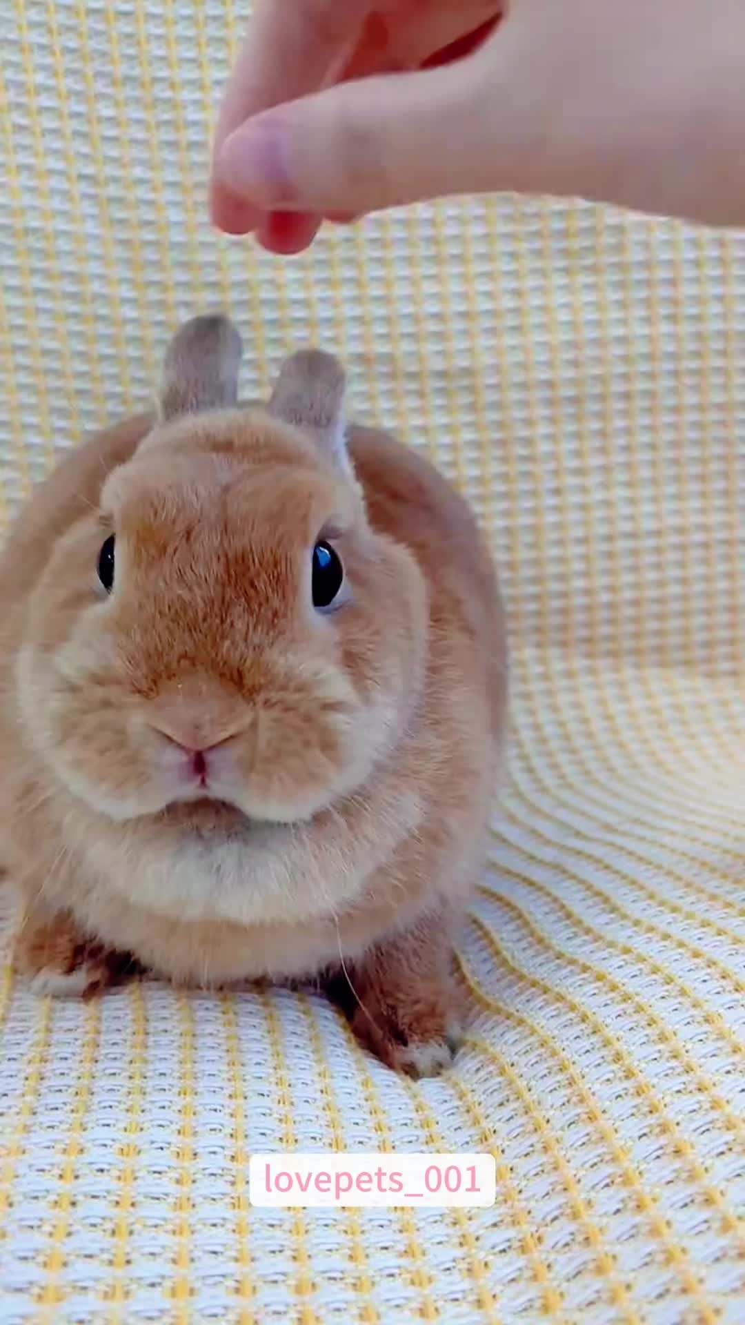 @lovepets_001