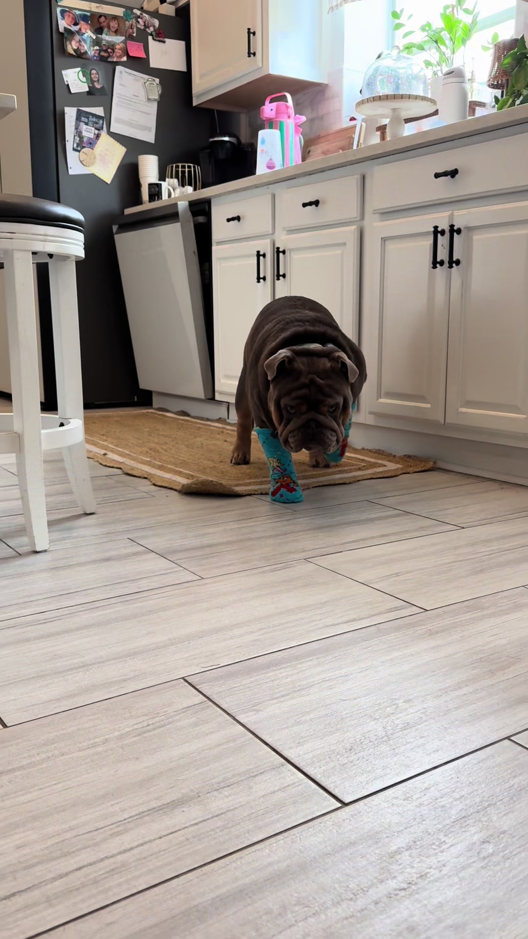 @RawlsTheBulldog