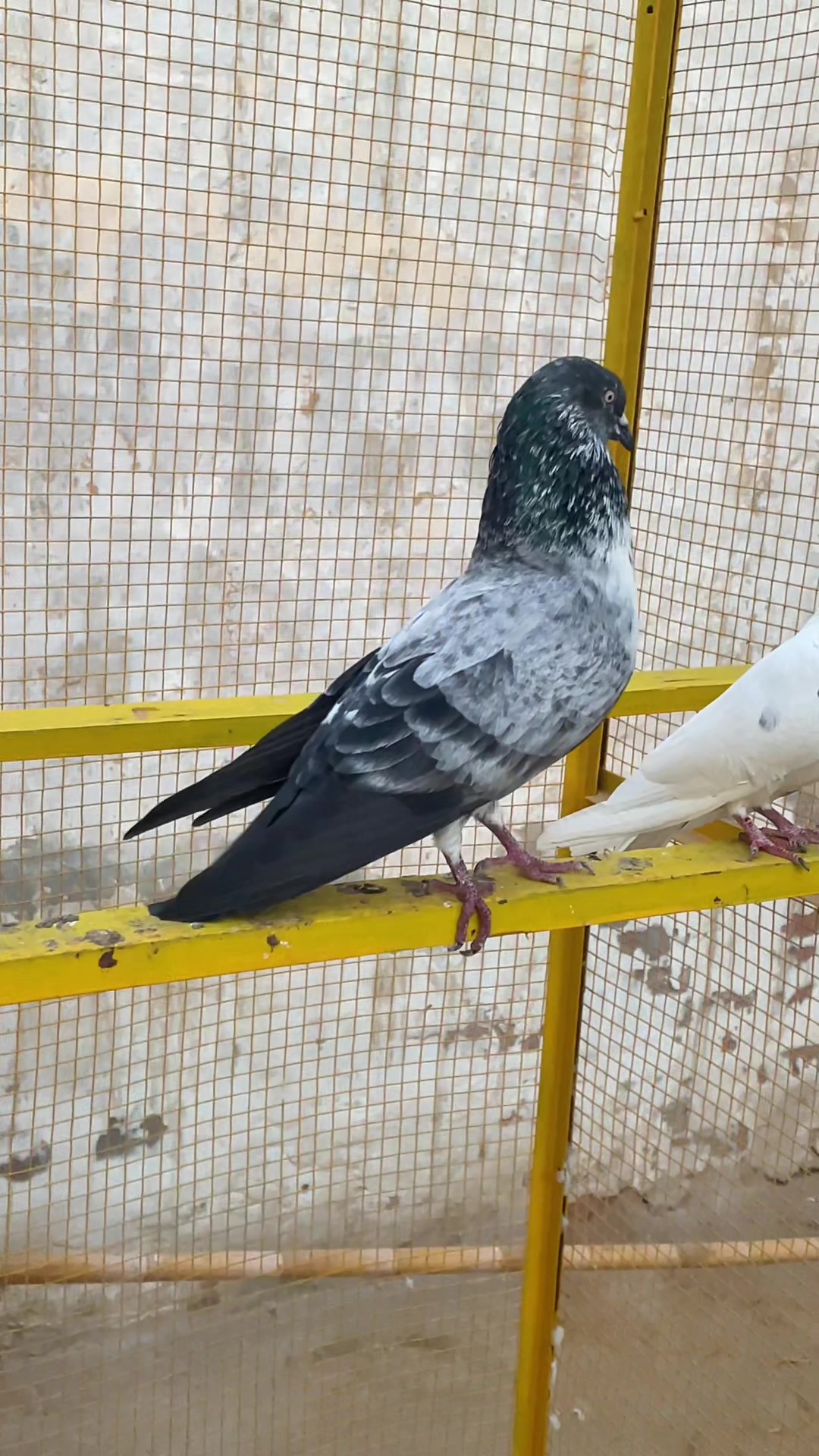 @sahibzada_zeshan_pigeons