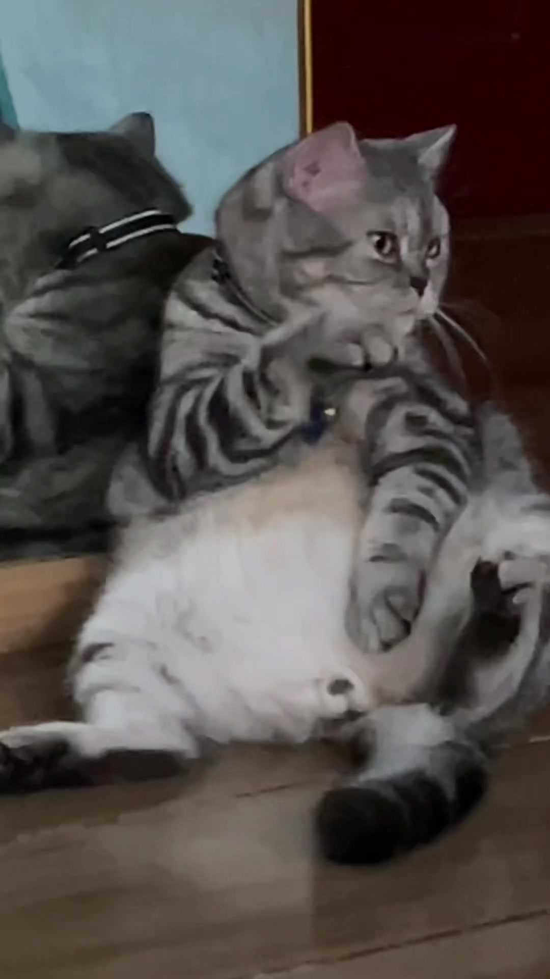 @BecauseCats