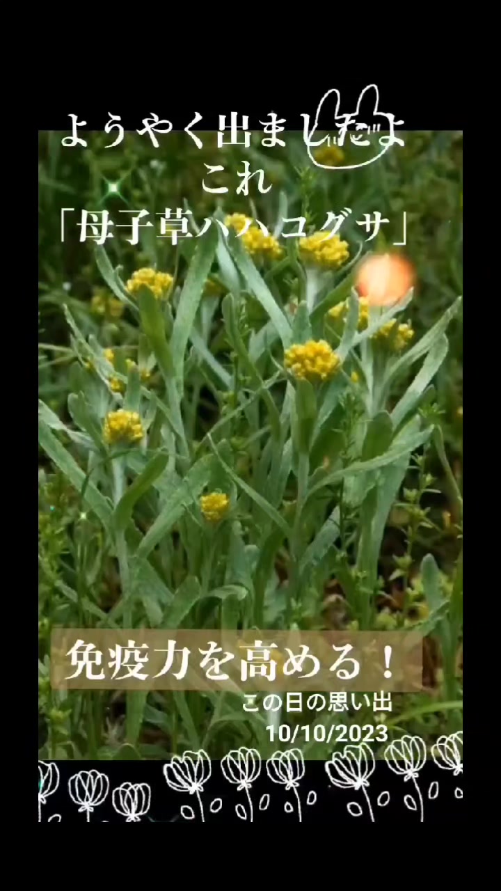 @🌿ありごれん🌿薬草🌿