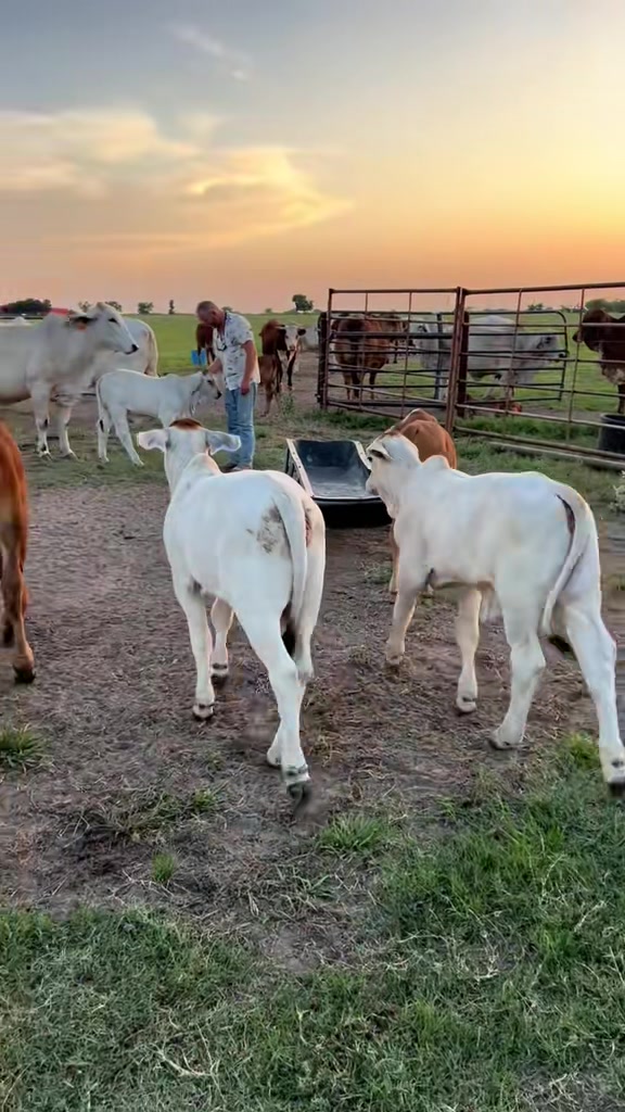 @The V6 Ranch