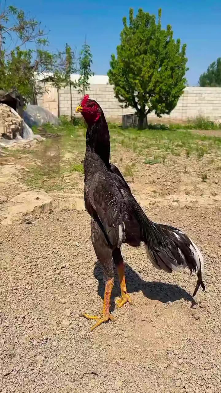 @꧁༒☬ঔৣ 𝓐𝓼𝓮𝓮𝓵ঔৣ☬༒꧂