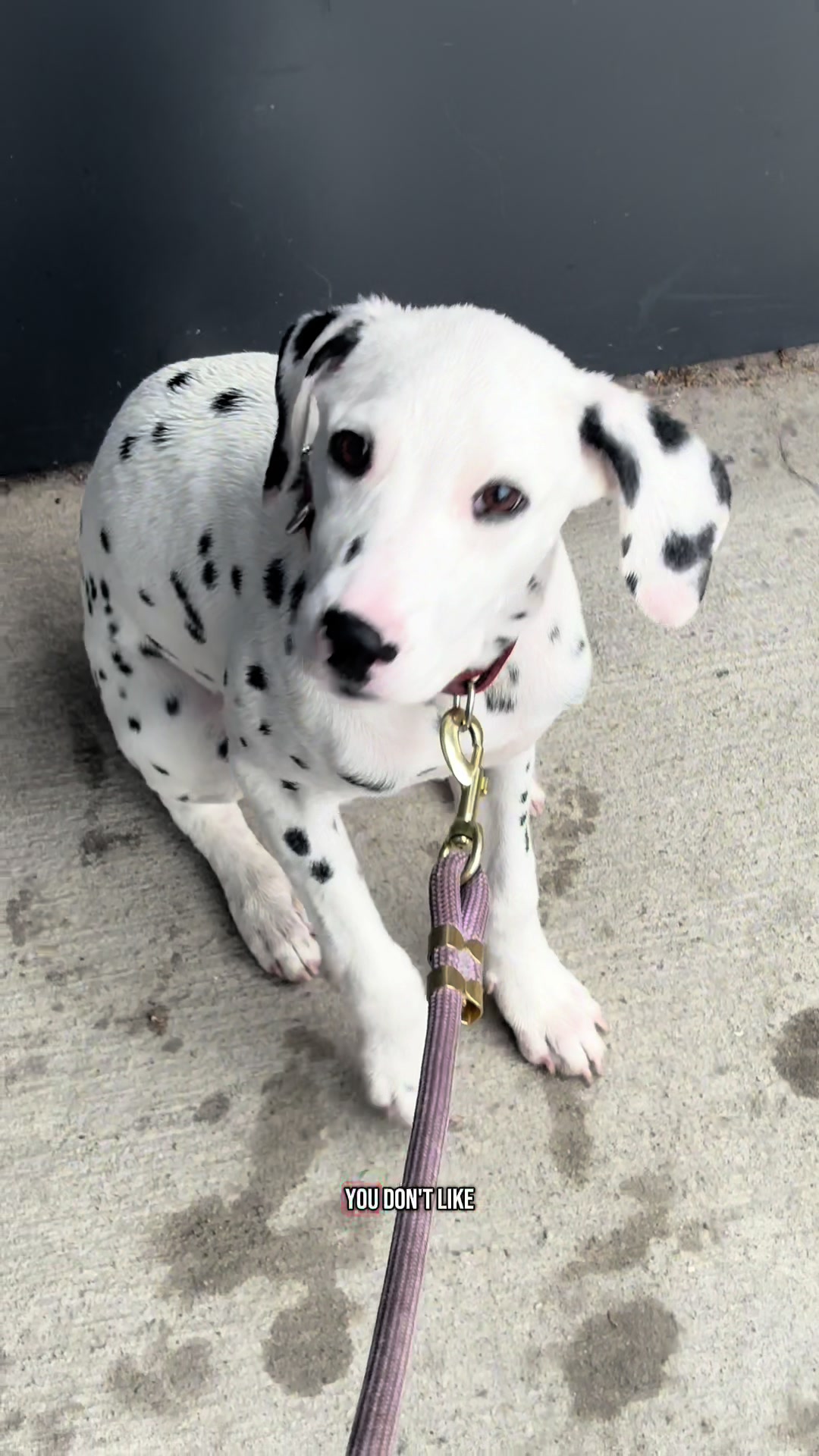 @Nevada the Dalmatian