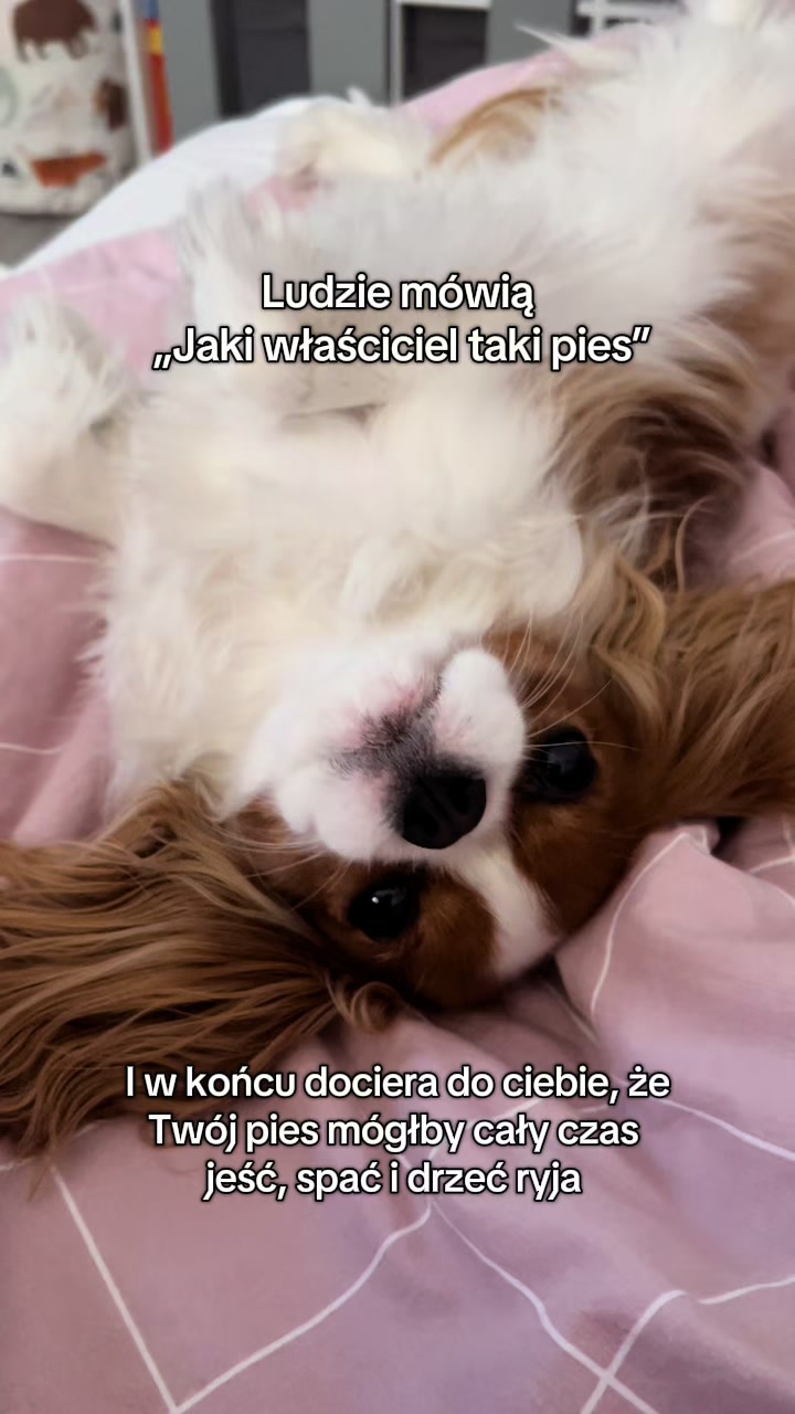 @Lilly Cavalier 🐶