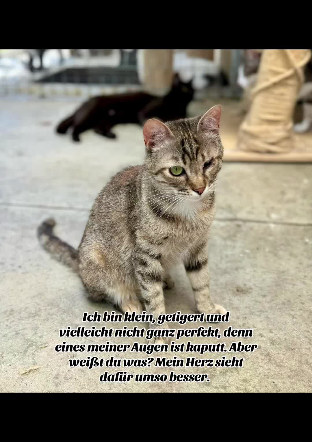 @Wags His Tail