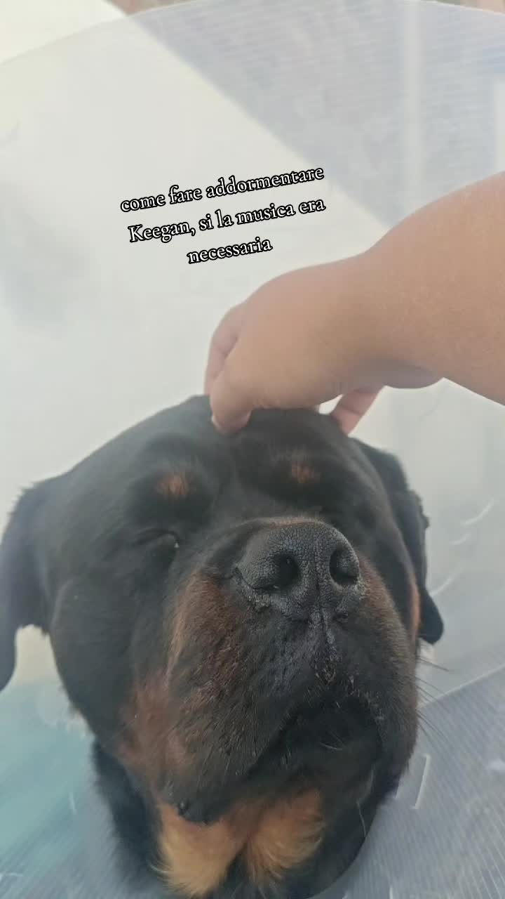 @Niky&isuoirottweiler