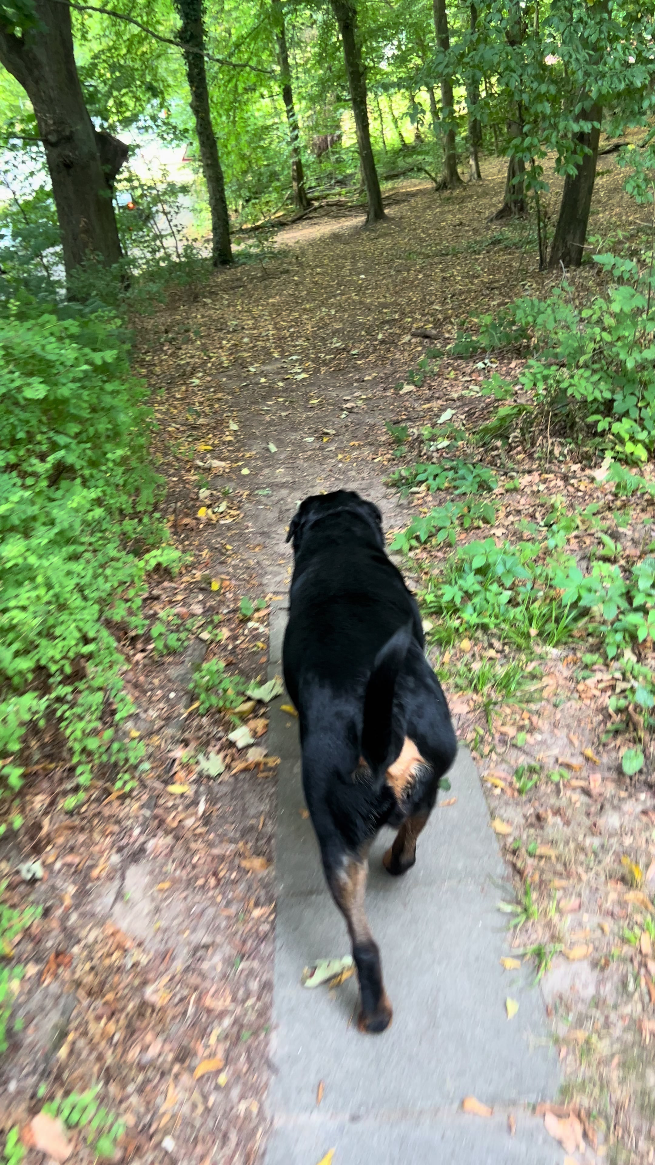 @Lucifer_Rottweiler
