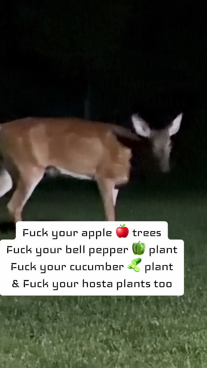 @Moose