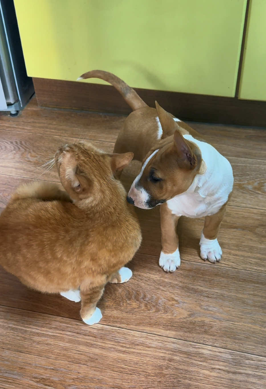 @Terra_Viva_minibullterrier