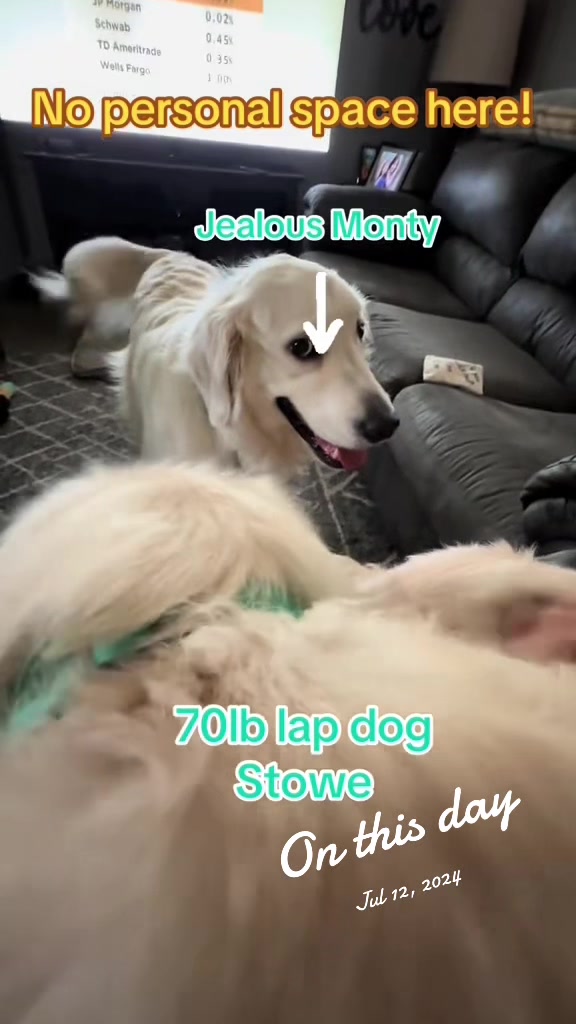 @Golden_mom