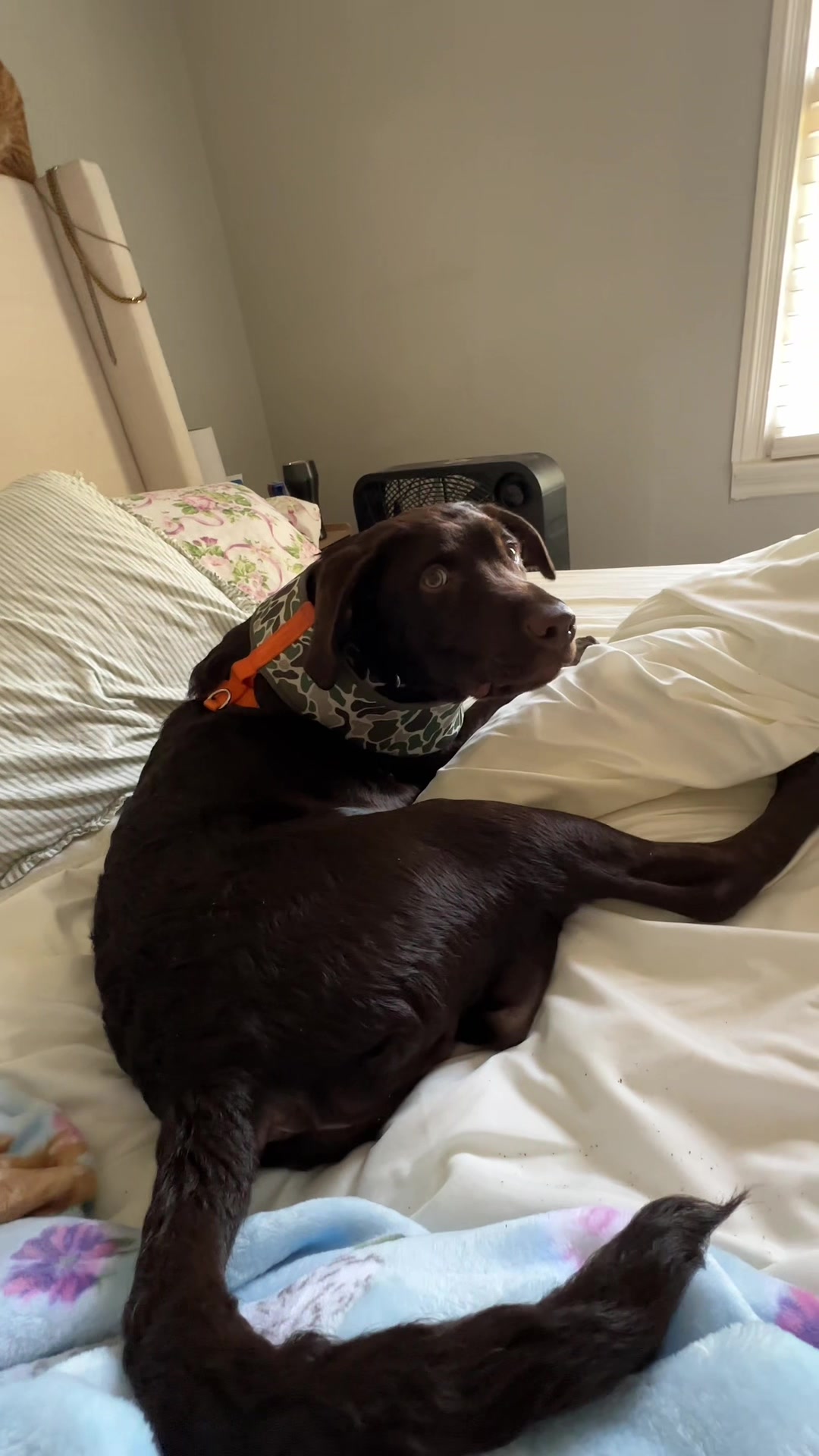 @moose the angel🕊️