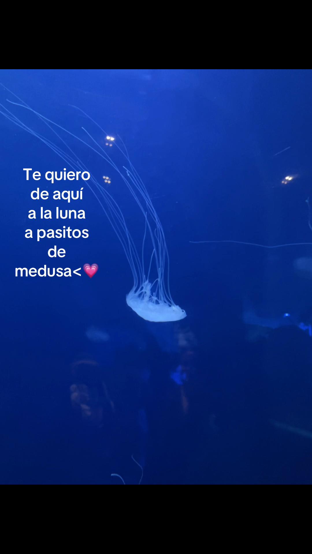 @Tus compartidos😀