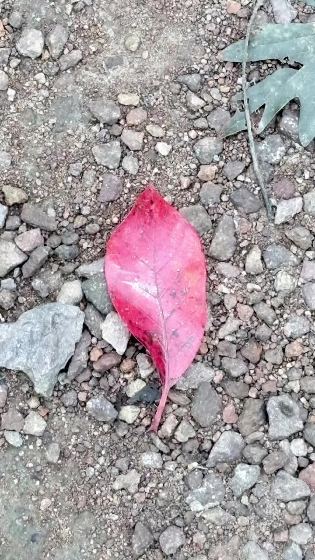 @.____..___.____.____