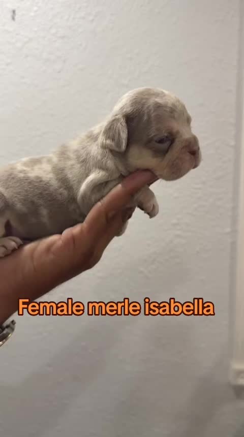 @Tommy_Yari_Frenchie