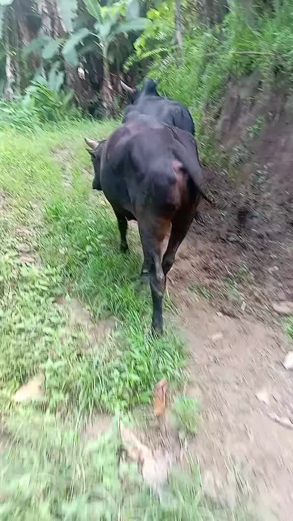 @Tanahun tiger
