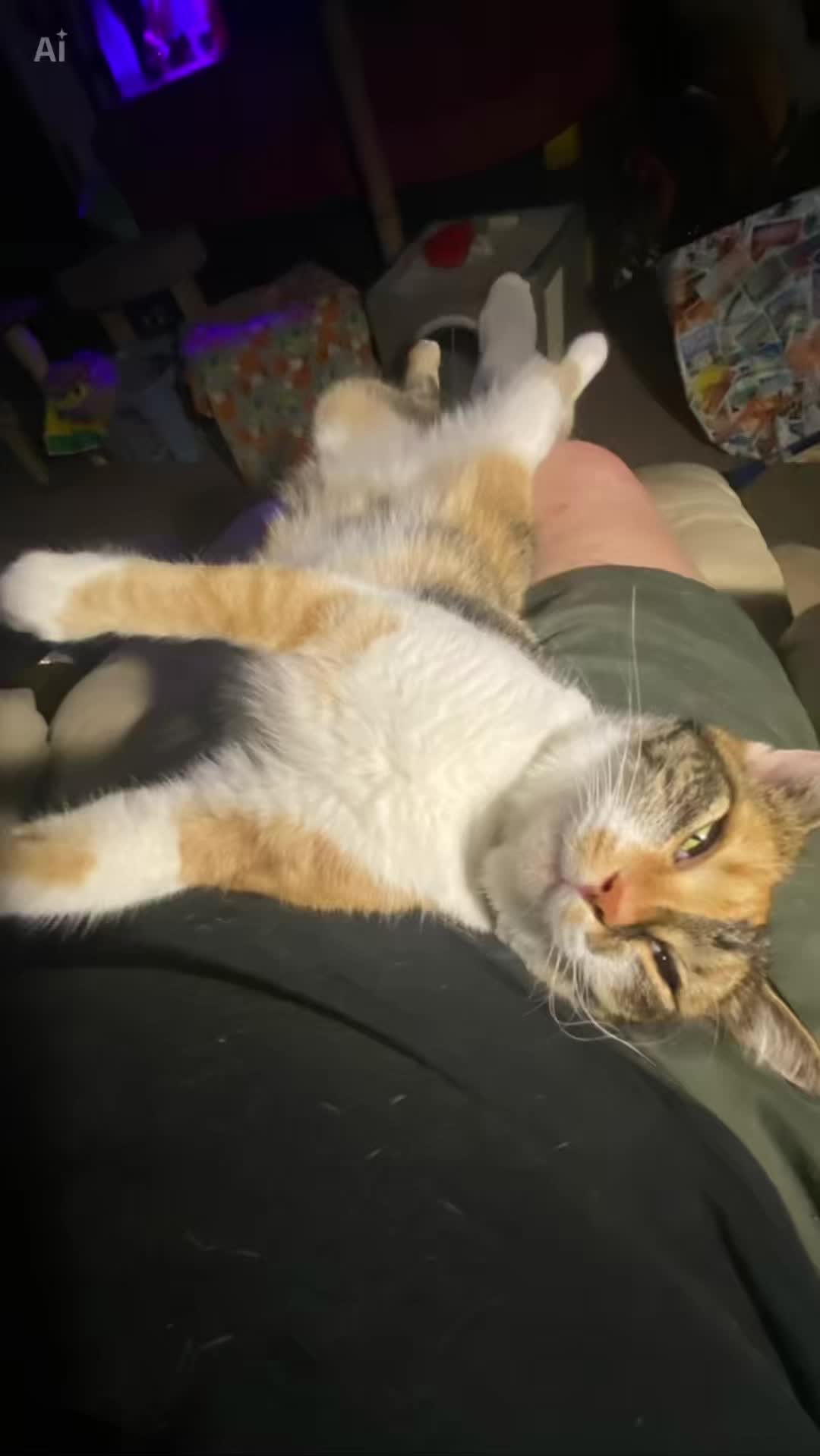 @🐈&zwj;⬛🐈Shelby🐈