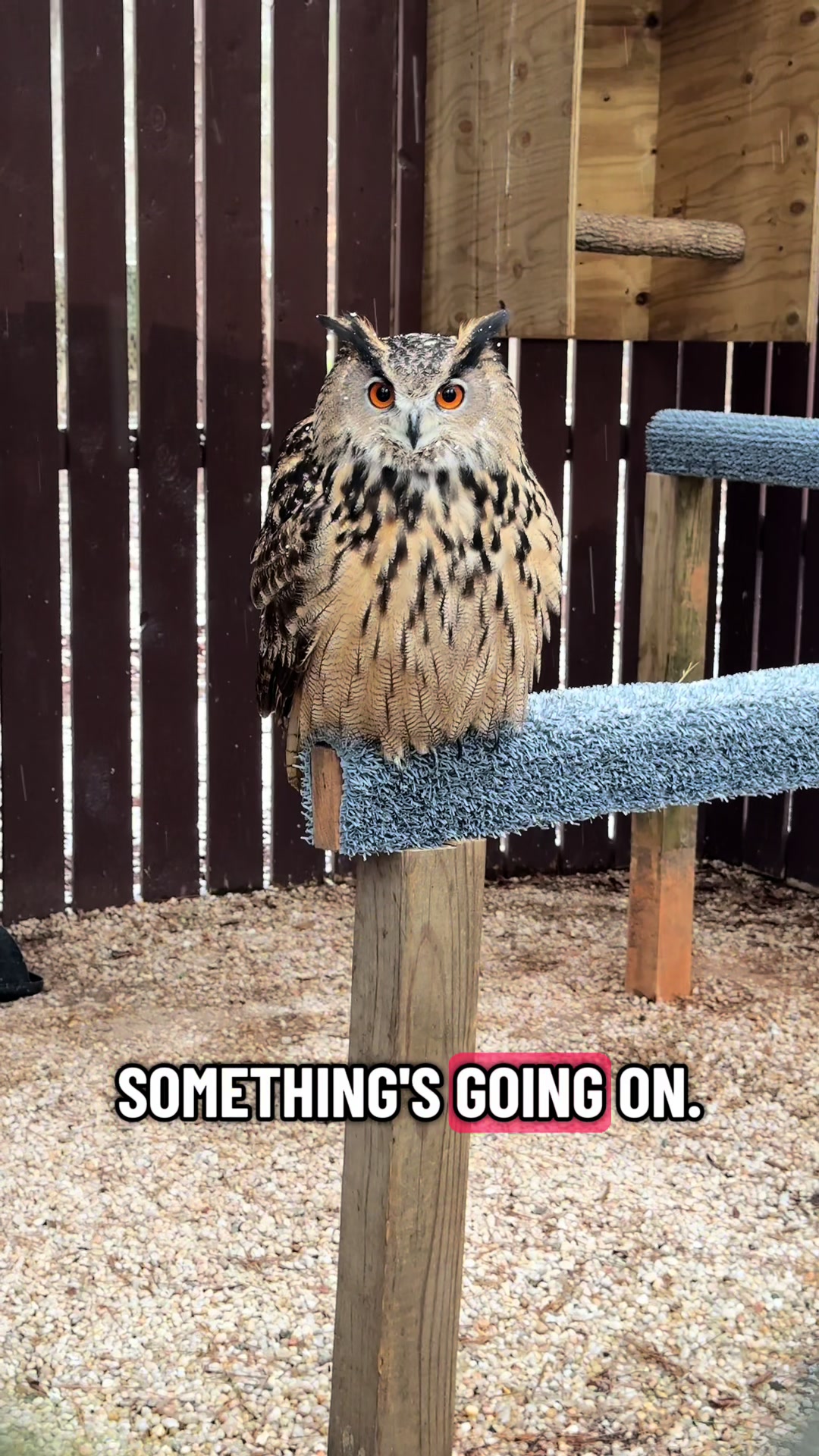 @Carolina Raptor Center