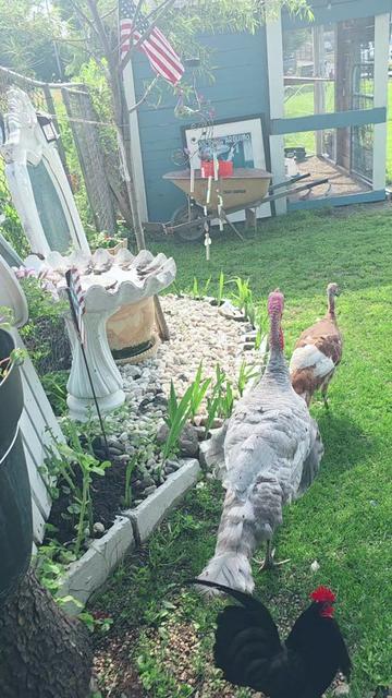 @🇺🇸  FLOR TORRES 🦚💔 🥰 🦃
